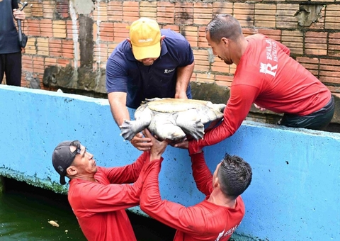 Órgãos ambientais resgatam 74 animais mantidos ilegalmente em cativeiro em Manaus
