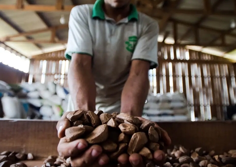 Aleam aprova PL que muda nome da castanha-do-Pará para castanha-da-Amazônia