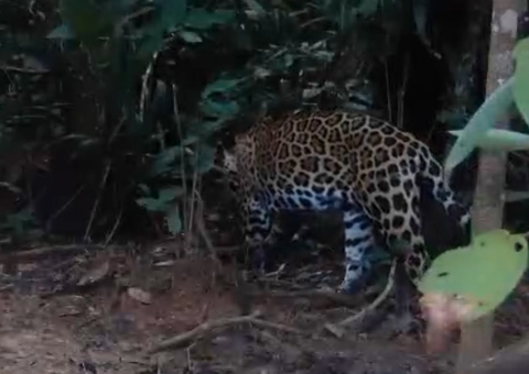 Onça-pintada é registrada por armadilha fotográfica em Manicoré; vídeo