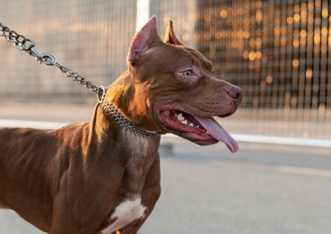 Deputados discutem regras para tutores de cães potencialmente perigosos