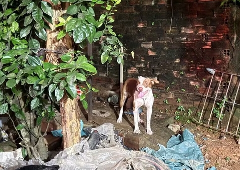 Pitbull mata bebê de 3 meses após arrancá-lo de guarda-roupa em Pernambuco