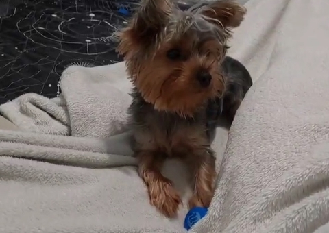 Homem invade residência e furta Yorkshire no bairro Chapada; vídeo