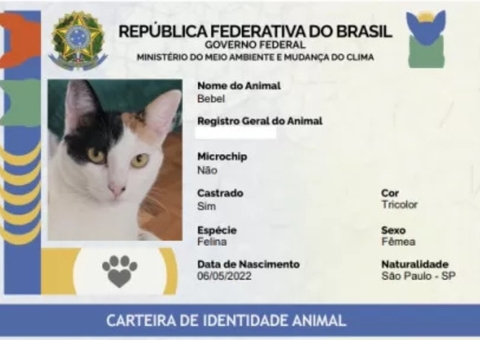 Sistema gratuito de RG para cães e gatos é lançado; veja como funciona