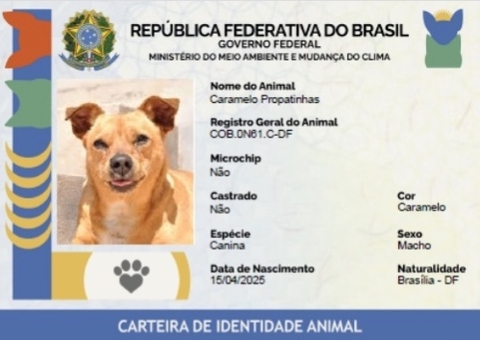 Governo Federal lança 'RG Animal' digital e gratuito para cães e gatos
