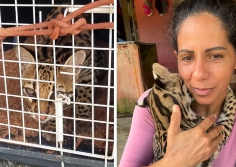 Ibama apreende jaguatirica criada como animal doméstico por influenciadora no Pará