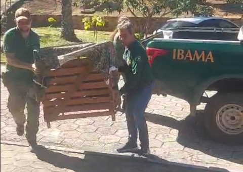 Gavião-real é resgatado com fratura grave na perna em Barreirinha