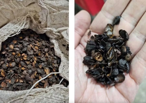 Toxina cancerígena e lixo compõem 'café fake' apreendido em fábricas do Brasil