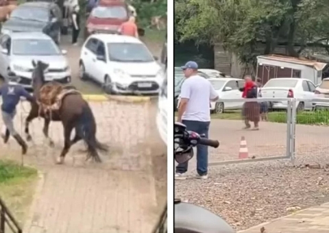 Ataque de abelhas deixa mais de 30 pessoas feridas e um cavalo morto