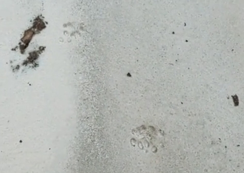 Cachoeira é fechada após presença de onça com filhote em Presidente Figueiredo; vídeo
