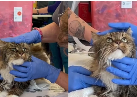 Gata de 12 anos sobrevive após cair de desfiladeiro de 115 metros; donos morreram