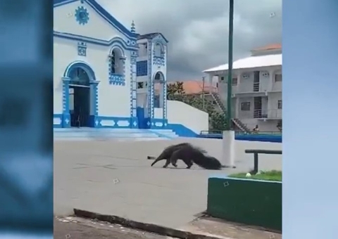 Tamanduá-bandeira passeia pelas ruas de Silves; vídeo