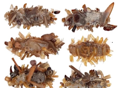 Cientistas descobrem lagarta carnívora que "enfeita" lar com restos mortais