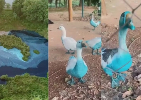 Córrego e animais ficam azuis após carreta derramar produto químico em SP