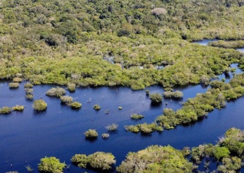 Desmatamento no Brasil caiu 32,4% em 2024