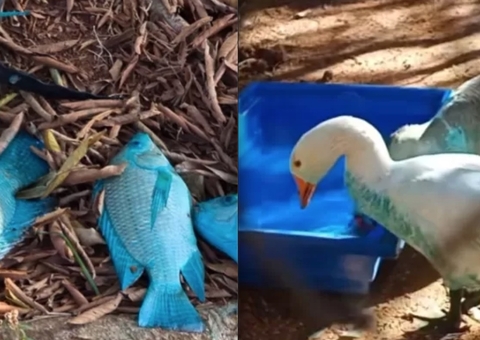 MPSP instaura inquérito para investigar contaminação de lago que deixou animais azuis