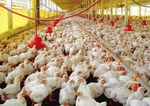 China suspende compra de frango do Brasil após caso de gripe aviária no RS