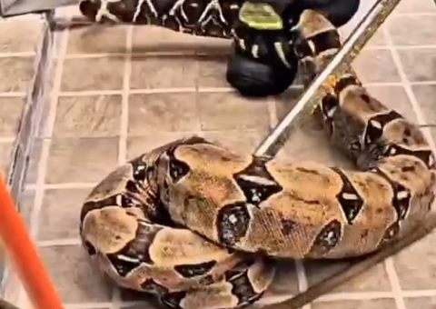 Cobra assusta moradores ao ser encontrada em forro de casa em Manaus; vídeo