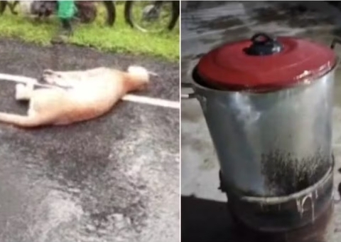 Onça morre atropelada no Ceará e acaba virando ensopado