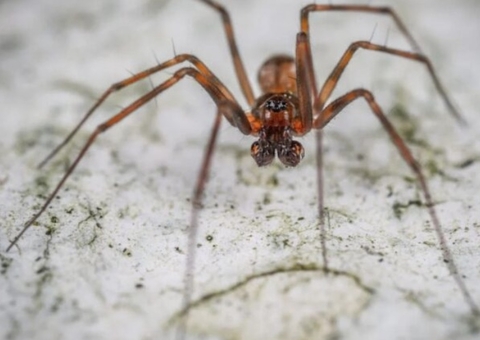 Aranhas "parrudas" invadem casas e assustam moradores de bairros de SP