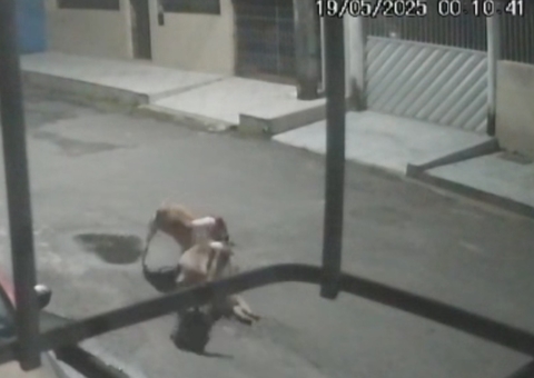 Câmeras flagram ataque de pitbulls a cadela na Cidade Nova; vídeo