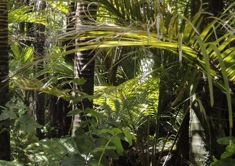 STJ mantém demolição de imóvel construído irregularmente em área verde de Manaus