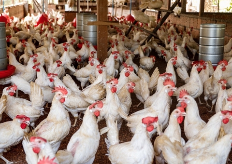 Amazonas reforça biossegurança para evitar avanço da gripe aviária; confira