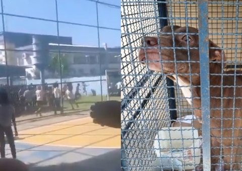 Pitbull invade escola e ataca seis crianças no Rio de Janeiro; vídeos 