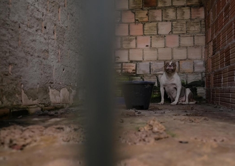 Canil com cães Pit Monster vivendo entre fezes e sem água é desativado em Manaus