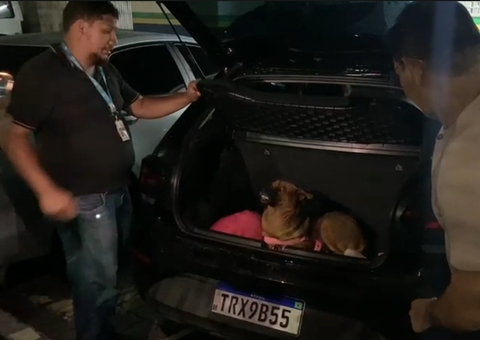 Criminosos abandonam cachorros e 28 tabletes de maconha após perseguição policial na Cidade Nova