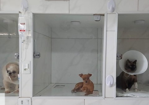 Clínicas veterinárias clandestinas no Amazonas serão fiscalizadas e interditadas