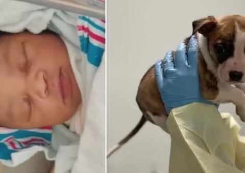 Pitbull é sacrificado por morte de bebê mas necrópsia revela que cão não teve culpa