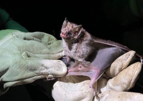 Prazo final para vacinação contra raiva acaba dia 15 no Amazonas