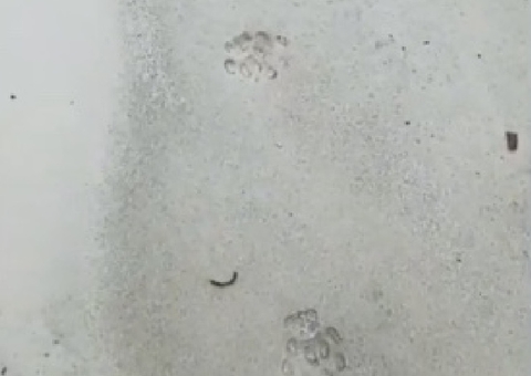 Parque das Orquídeas em Presidente Figueiredo reabre após presença de onça