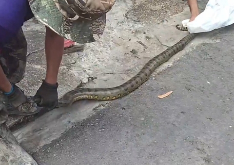 Moradores levam susto ao encontrar cobra gigante em rua no São Jorge