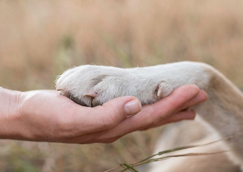 MPAM institui projeto para proteção de animais comunitários em Manaus
