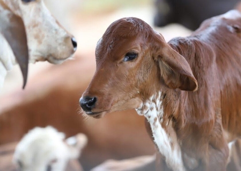 Brucelose: prazo final para vacinação termina dia 16 no Amazonas