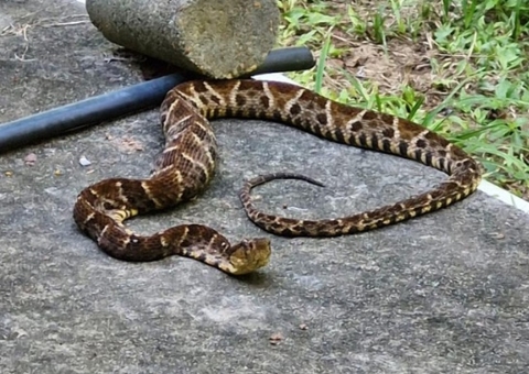 Cobra é encontrada em rua de Manaus e causa pânico em moradores
