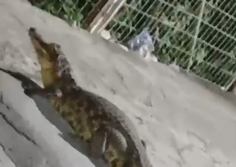 Jacaré é flagrado enquanto fazia "tour noturno" em plena Av. Djalma Batista