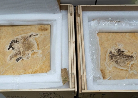 Brasil faz acordo com a Alemanha para repatriar quatro fósseis