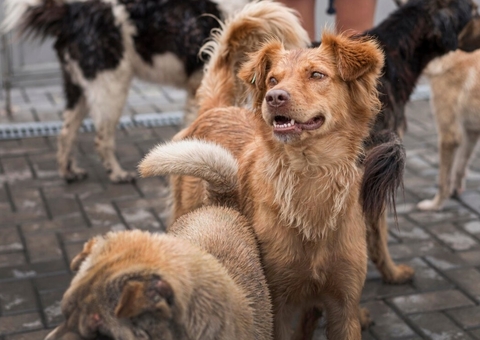 MP abre investigação sobre abandono de animais em Nova Olinda do Norte