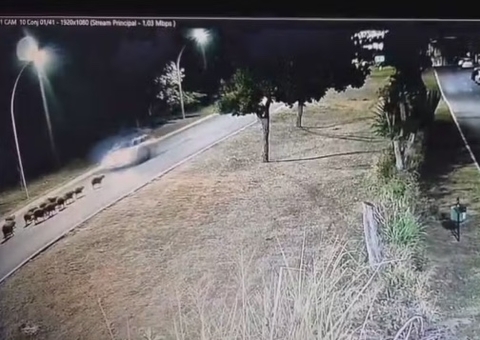 Motorista em alta velocidade atropela e mata 13 capivaras