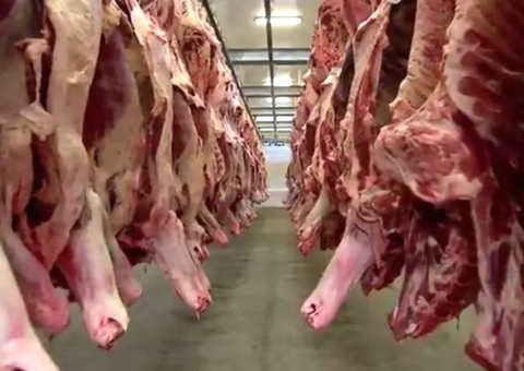 Frigoríficos de MS suspendem produção para os EUA após tarifaço de Trump