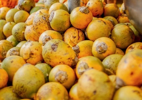 Preço do quilo do tucumã dispara e chega a R$ 100 em Manaus