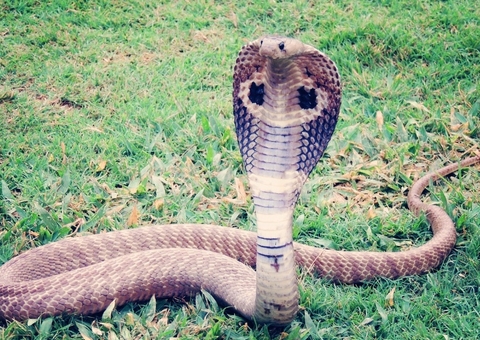 Cobra venenosa morre após ser mordida por criança