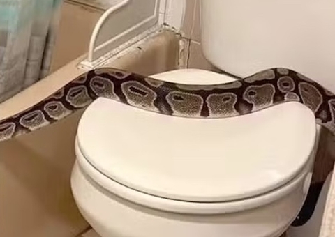 Moradora entra em pânico ao encontrar cobra de quase dois metros em banheiro