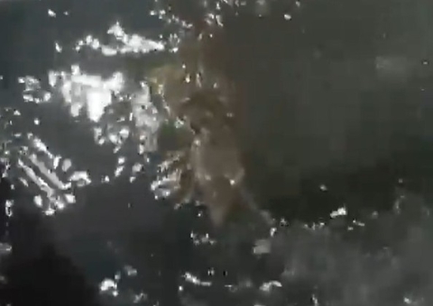 Jacaré surge em rip-rap e vira atração na Raiz; veja vídeo