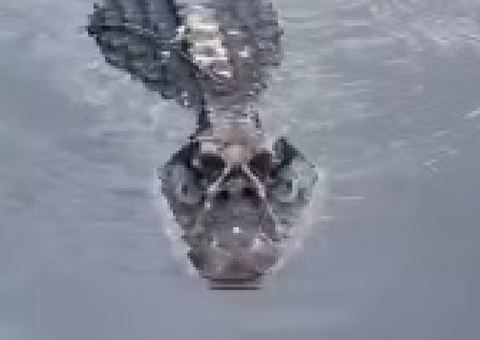 Vídeo mostra jacaré respondendo a chamado de crianças no Amazonas