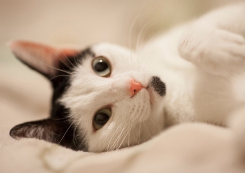 Adolescentes são condenados por torturar e assassinar gatos no Reino Unido