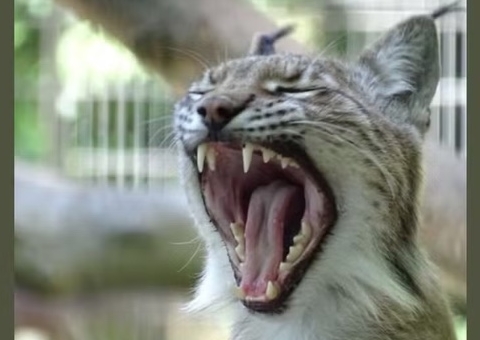 Zoológico pede doações de animais domésticos para alimentar predadores