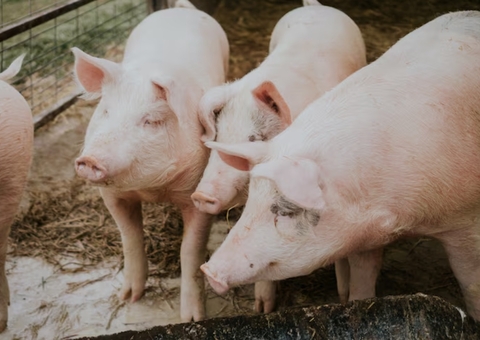 Granja de porcos em Manaus é alvo de ação por presença de pragas e animais doentes